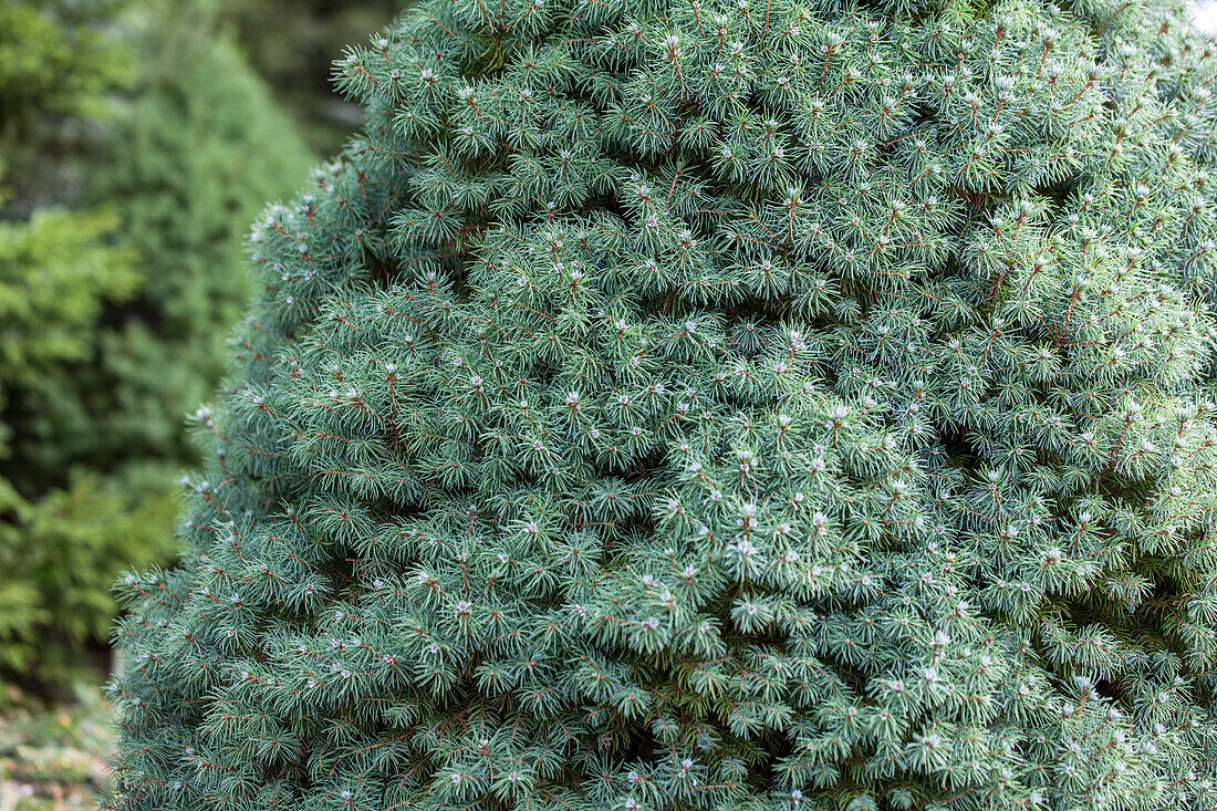 Picea glauca 'Blue Wonder'(s)