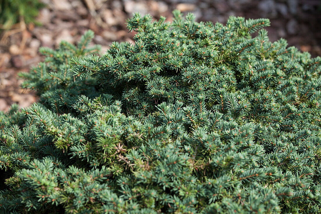 Picea pungens 'Jean Iseli'