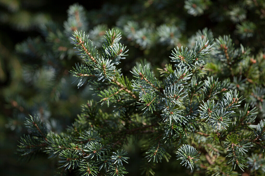 Picea x mariorika 'Gnome