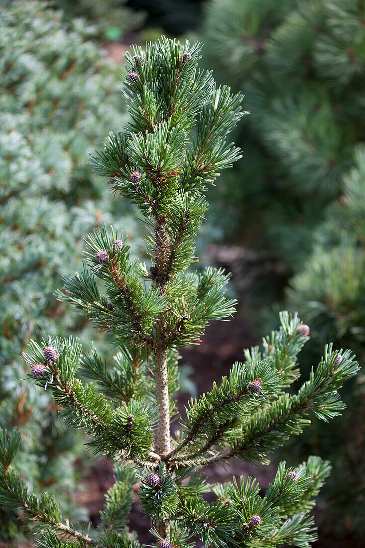 Pinus aristata 'Sherwood Compact'