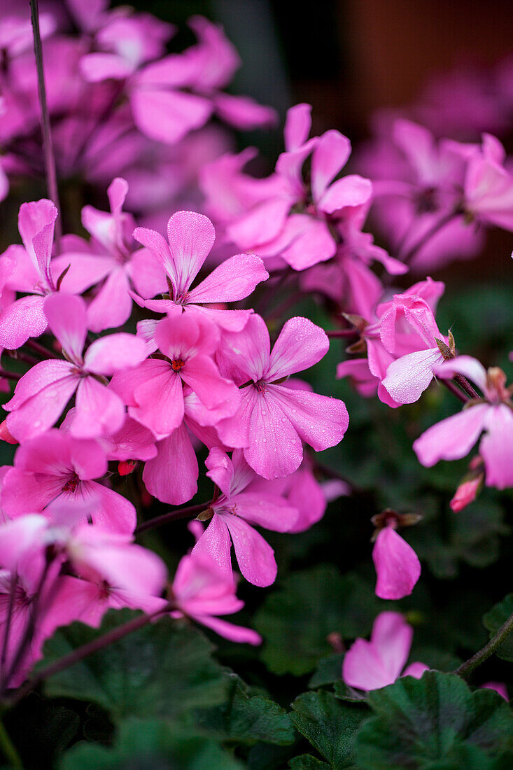 Pelargonium zonale 'Caliente Pink