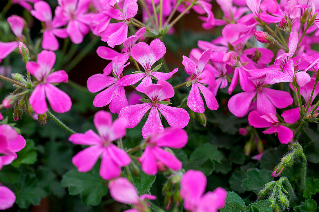Pelargonium zonale PAC® ' Two in One Pink'