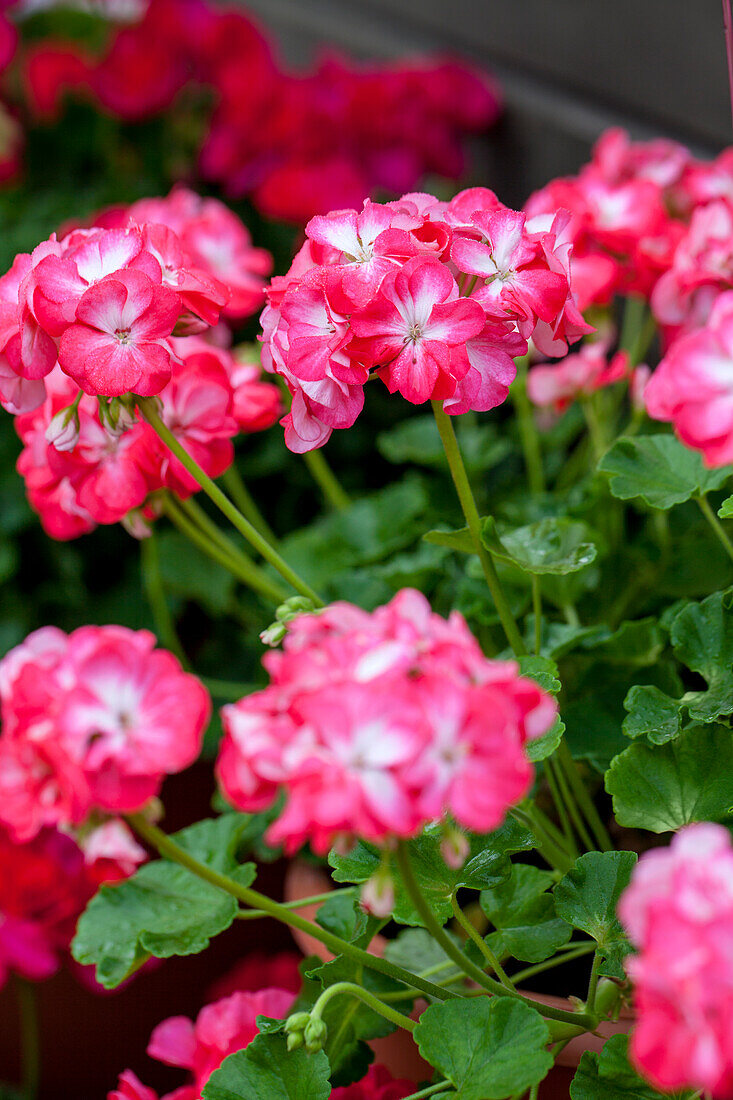 Pelargonium zonale PAC® 'Little Lady Bicolor