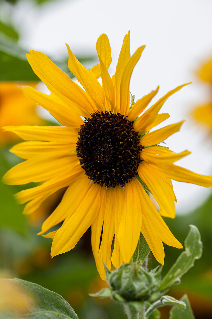 Helianthus argophyllus Gold & Silver