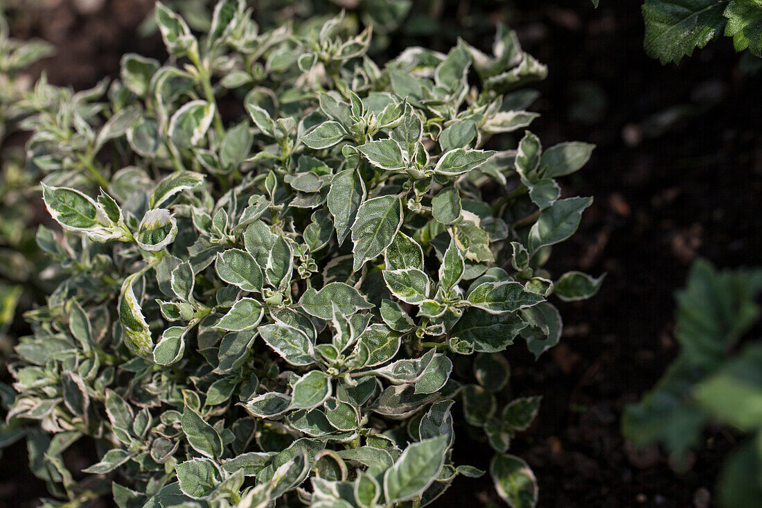 Plectranthus coleoides 'Variegata'