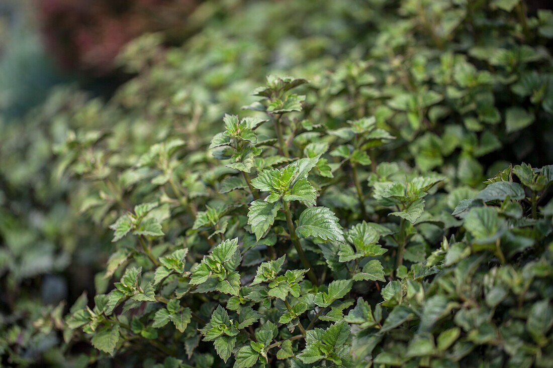 Plectranthus