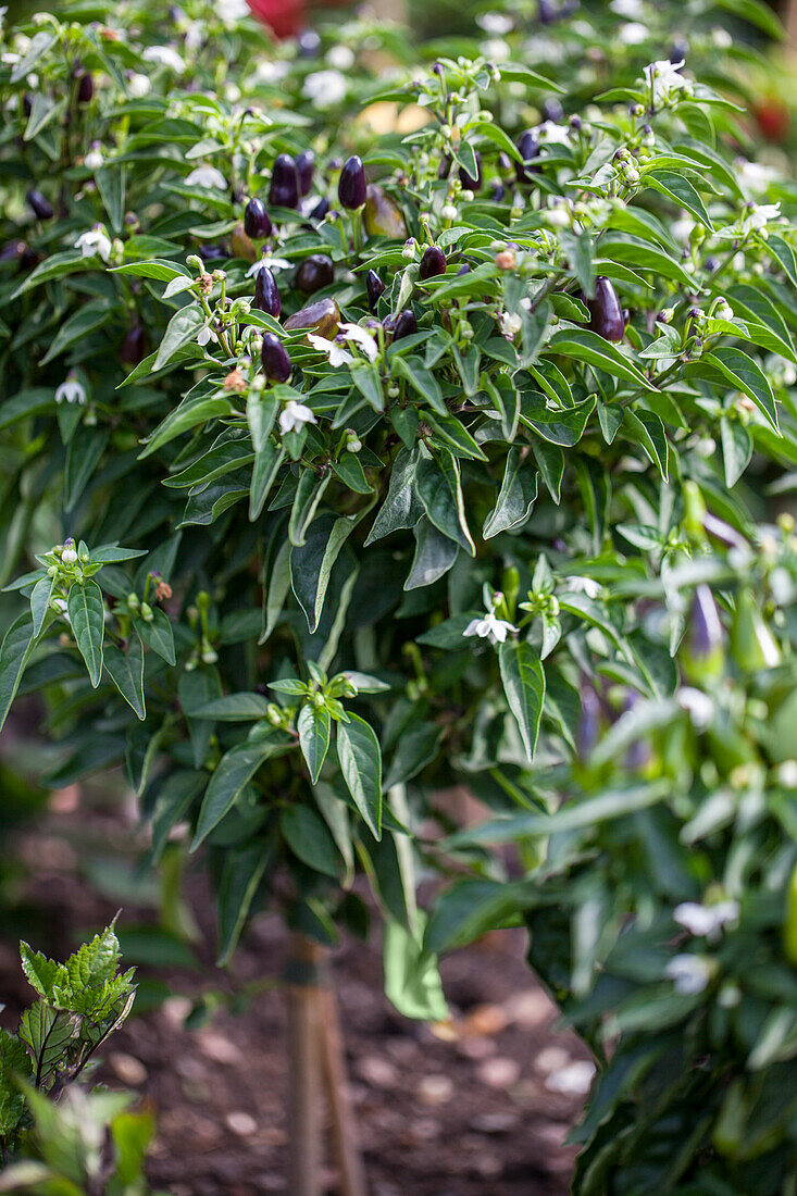 Capsicum annuum 'Capsipop Yellow' 