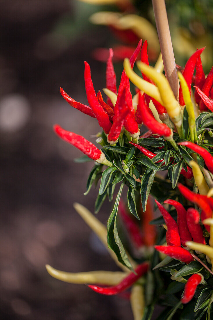 Capsicum annuum 'Medusa'