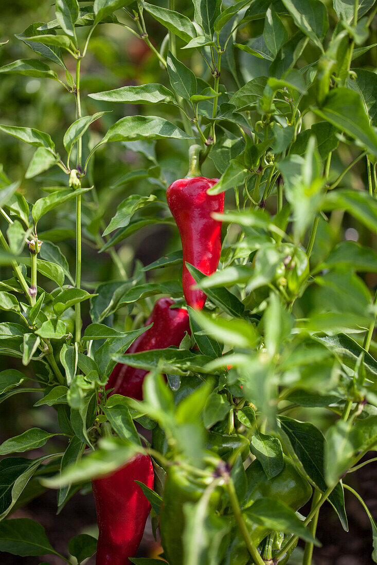 Capsicum annuum 'Gorria' F1