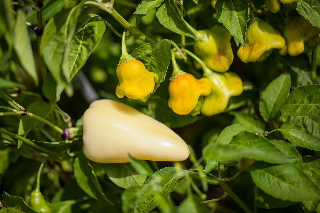 Capsicum annuum 'Decora'