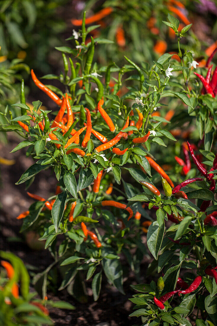 Capsicum baccatum 'Damian Red'