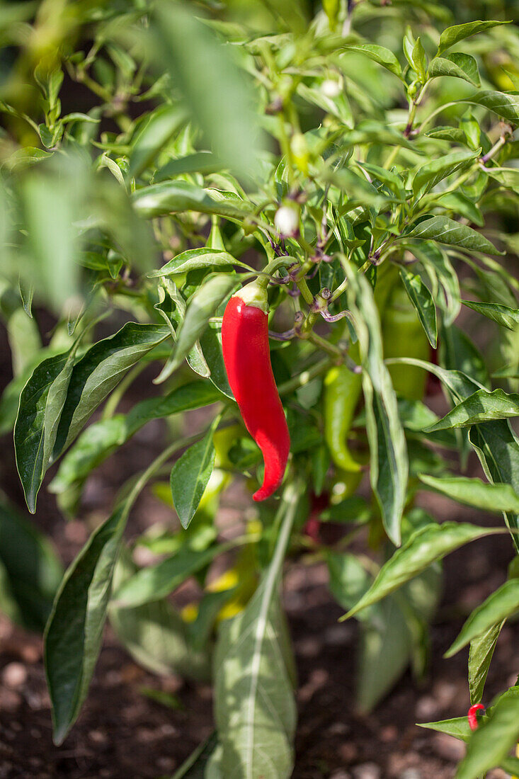 Capsicum annuum 'Nour' F1