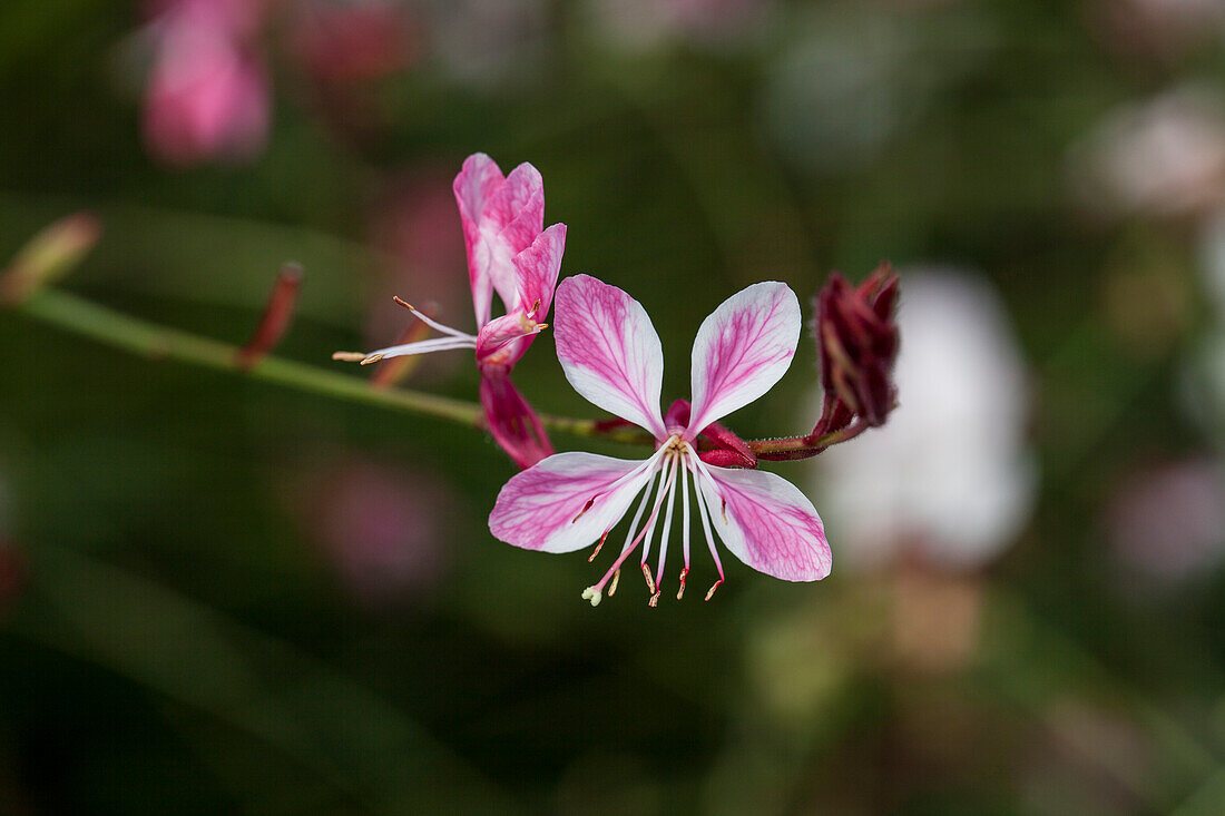 Gaura lindheimeri 'Siskiyou Pink'