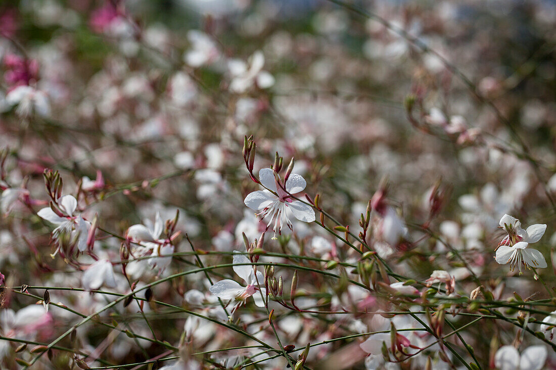 Gaura lindheimeri, white