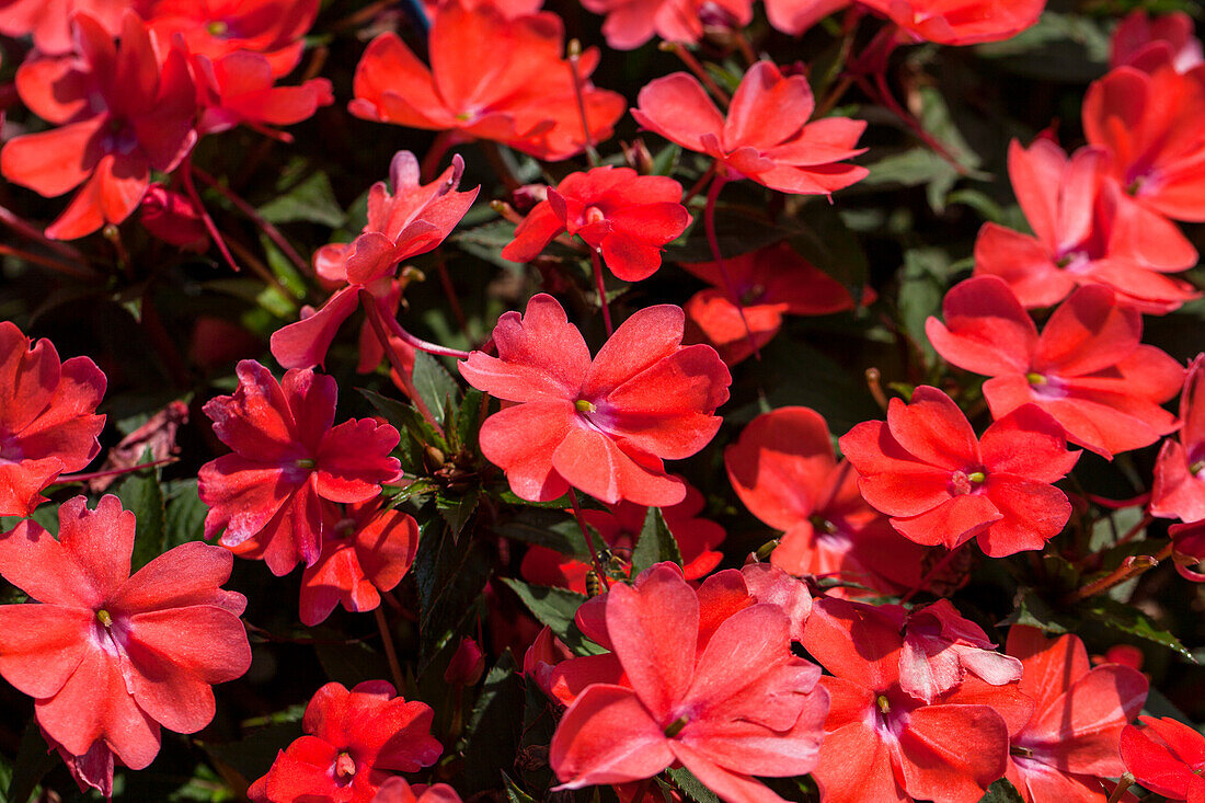 Impatiens neuguinea 'SunPatiens'® Vigirous Corona