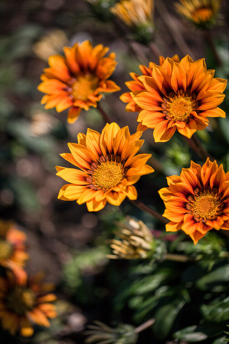 Gazania x hybrida