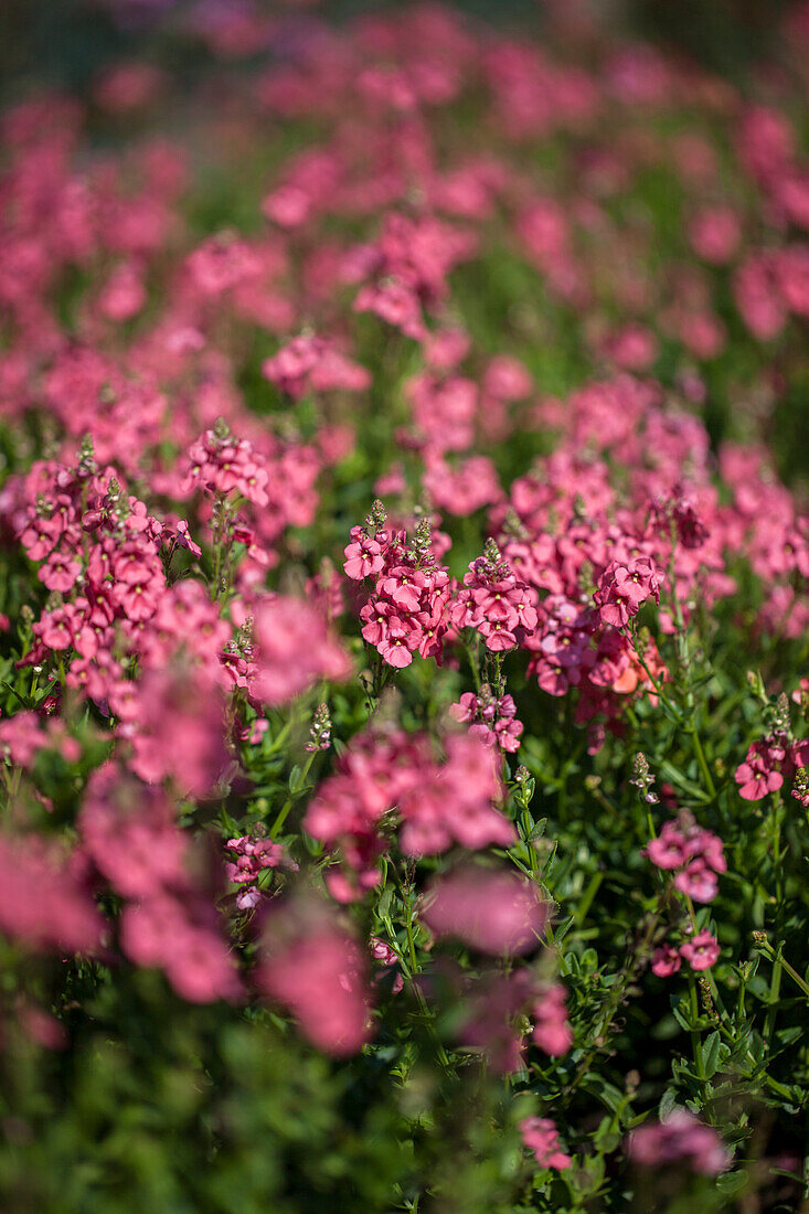 Diascia Sundiascia® Rose-Pink