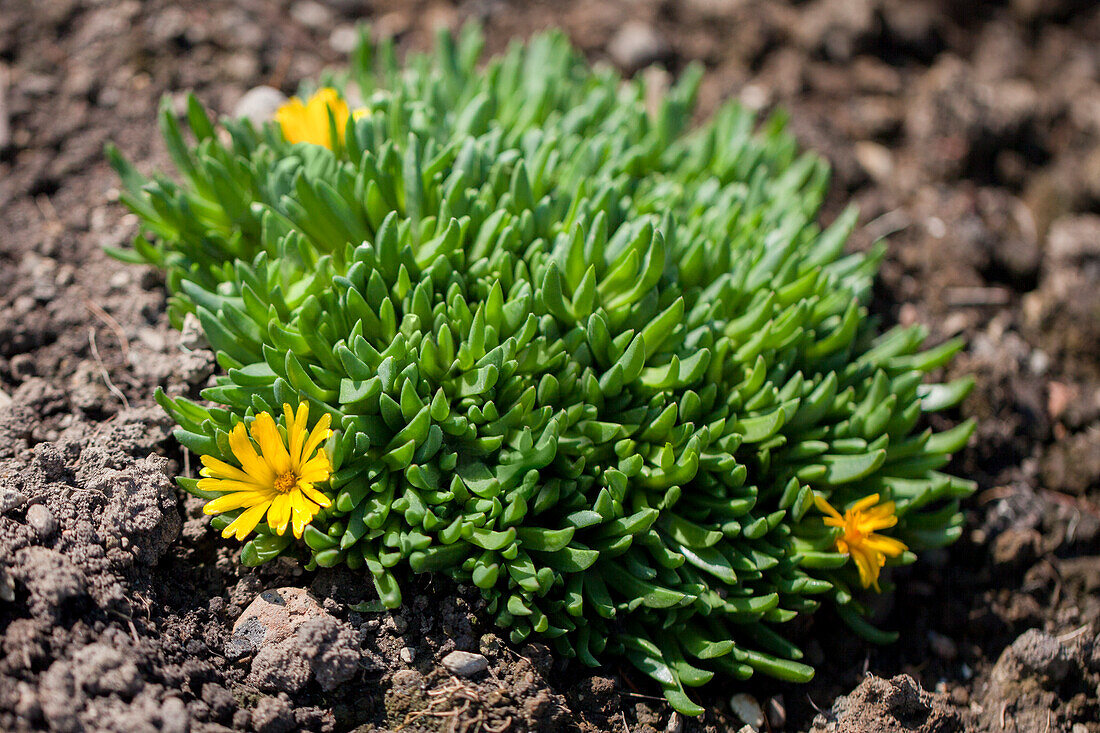 Delosperma cooperi, gelb