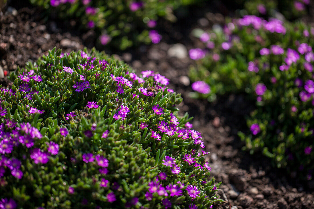 Delosperma aberdeenense 'Hot Pink