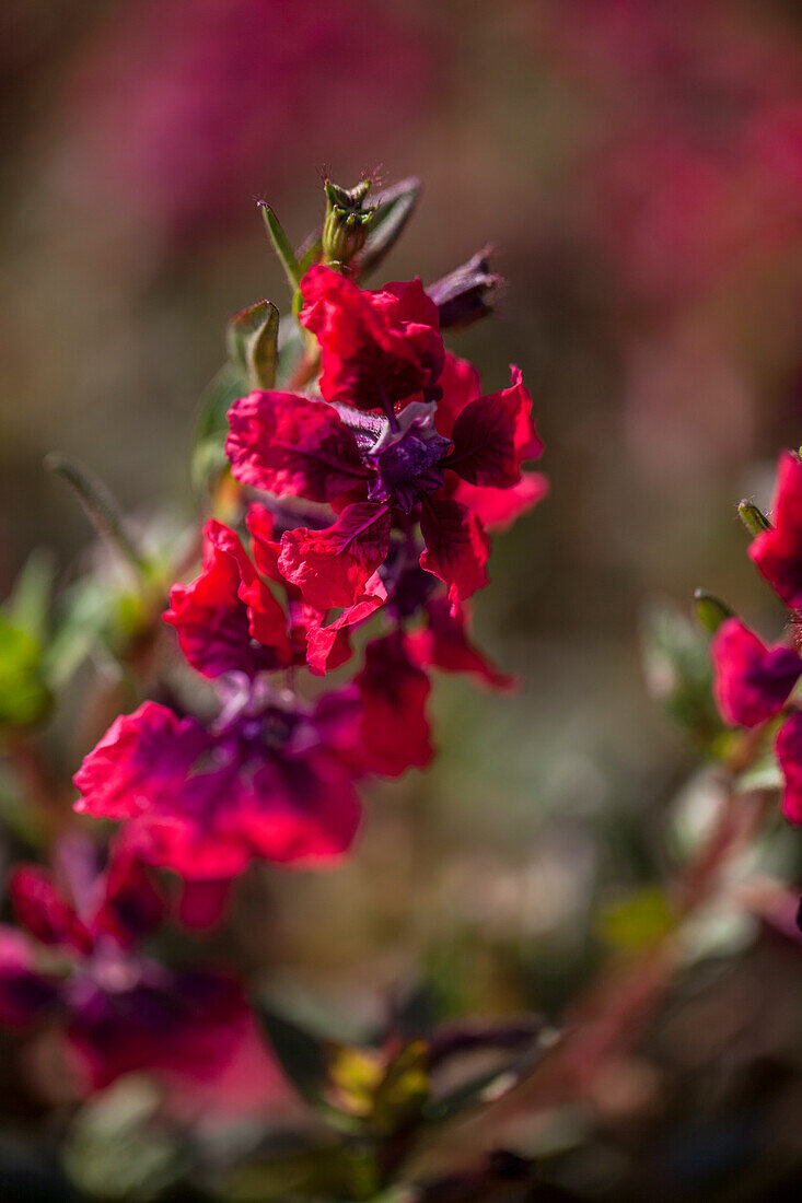 Cuphea llavea Vienco Red