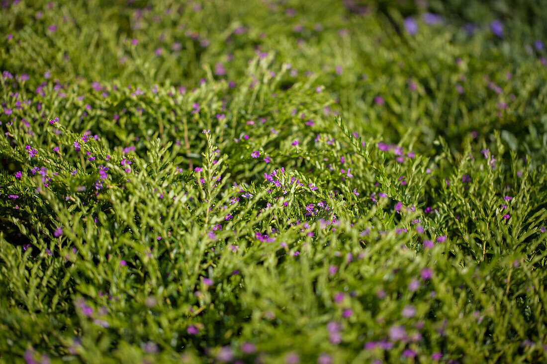 Cuphea hyssopifolia 'Allyson Lavender'