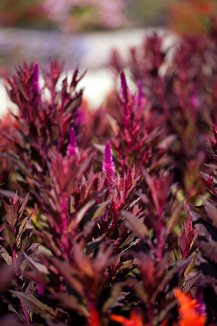 Celosia argentea var. spicata 'Kelos Purple'