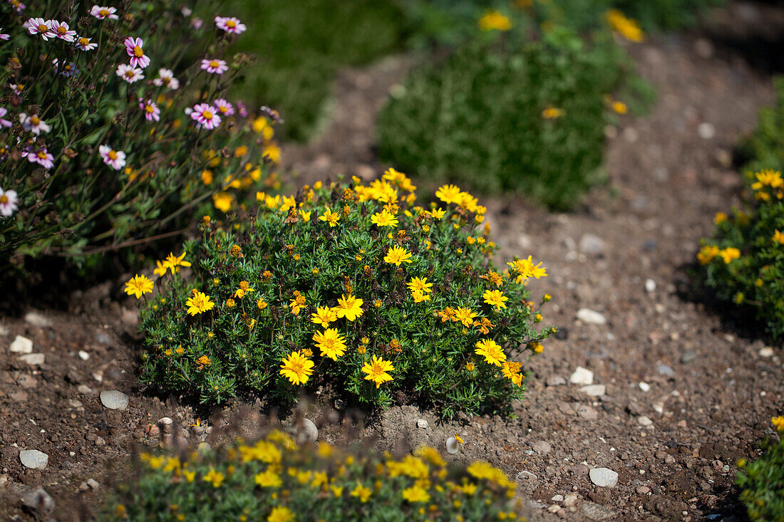 Bidens ferulifolia 'Bee® Super Sun'