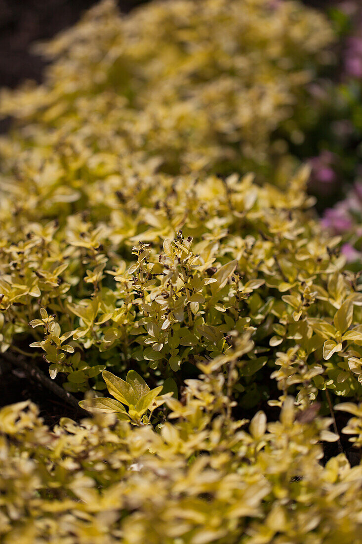 Origanum vulgare 'Aureum'