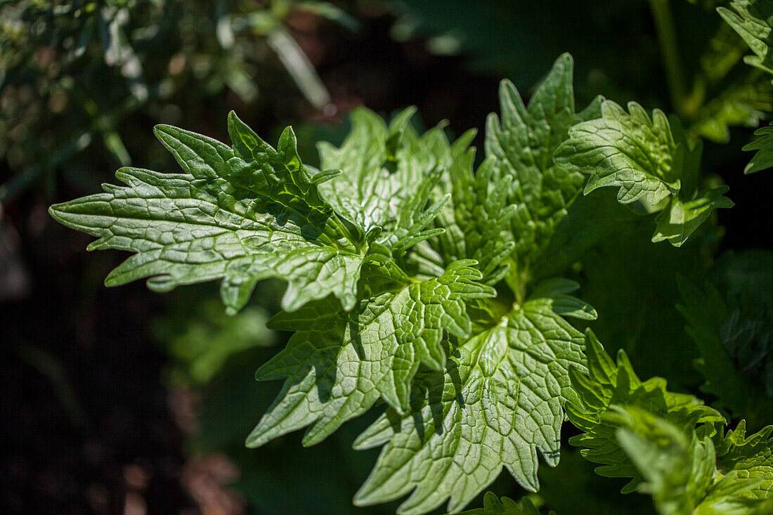 Valeriana officinalis