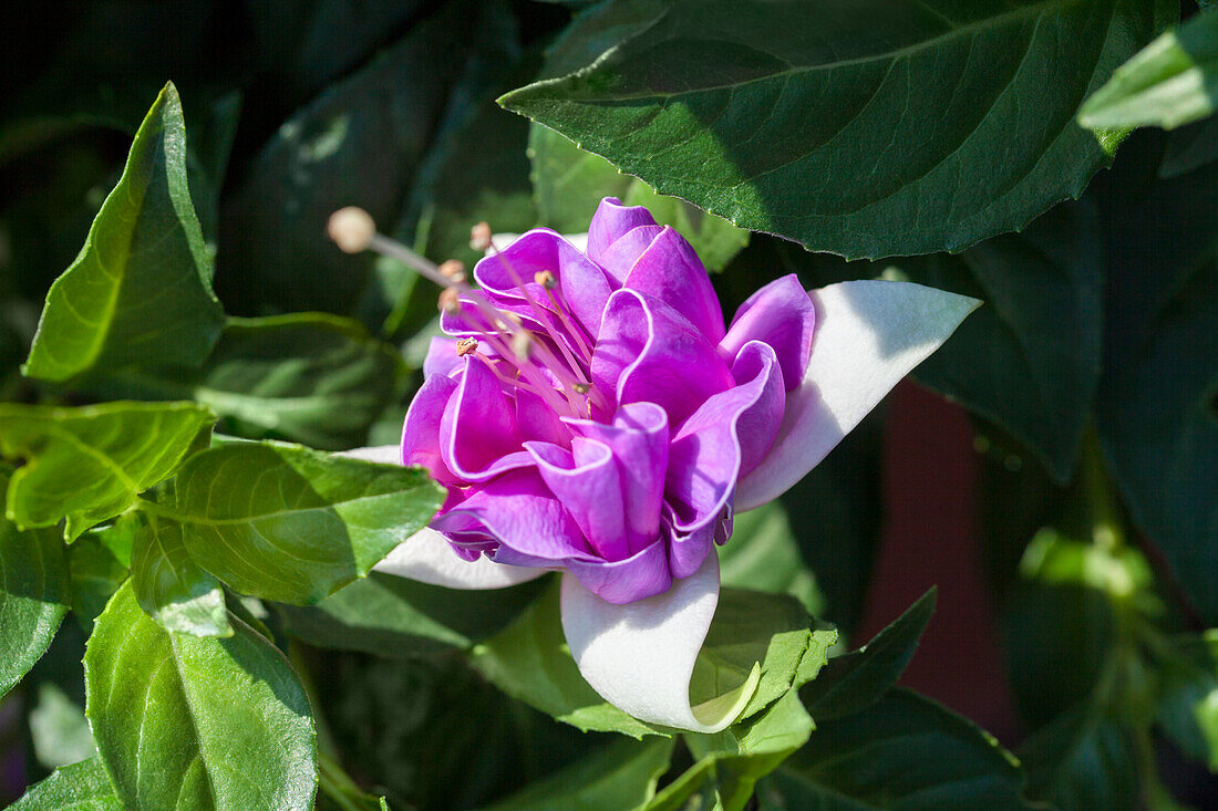 Fuchsia 'Jollies La Grande Lorraine'