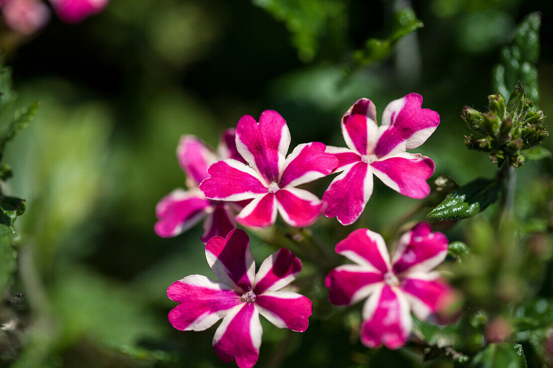 Verbena x hybrida 'Estrella Voodoo Merlot Star' Verbena x hybrid