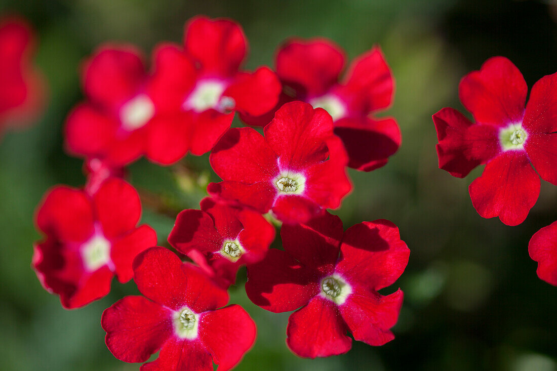 Verbena Hybride 'Riverdance Up Red Eye'