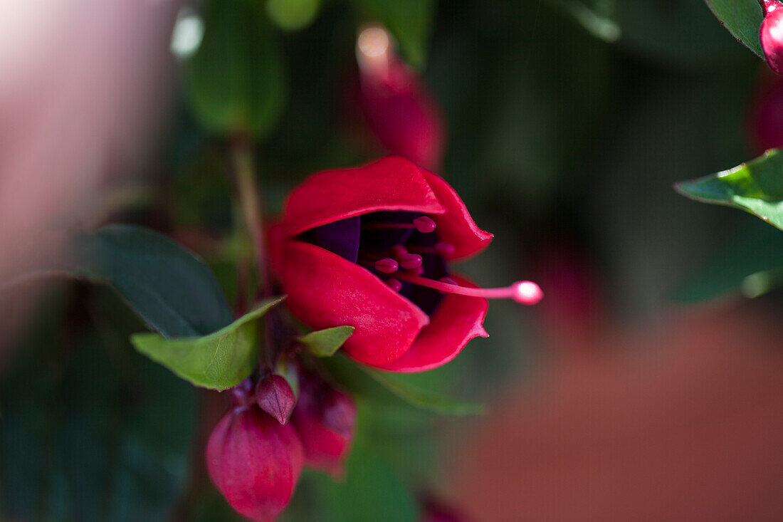 Fuchsia hybrida 'Summermelody Sunpol'