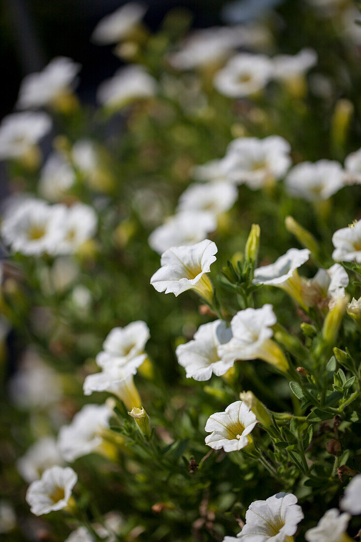 Petunia Littletunia White Grace
