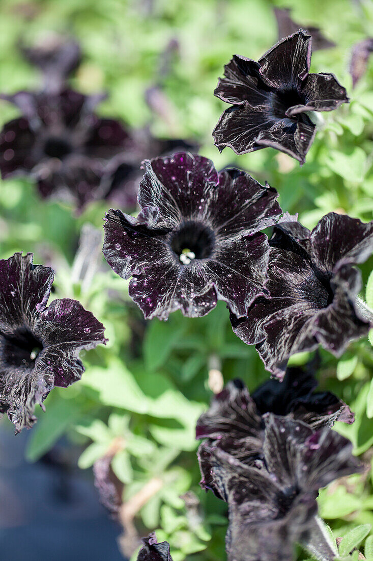 Petunia 'Marisco Belem Black Velvet'®