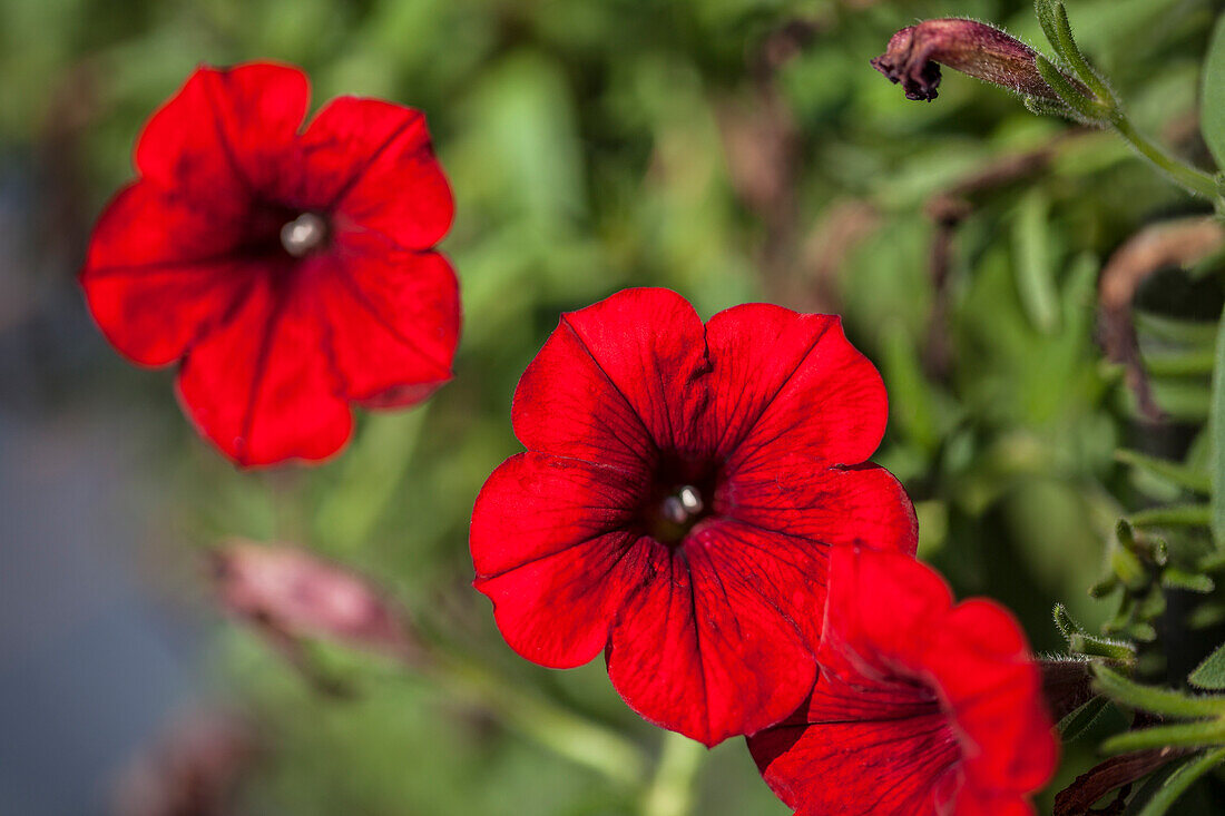 Petunia Surfinia® 'Deep Red'