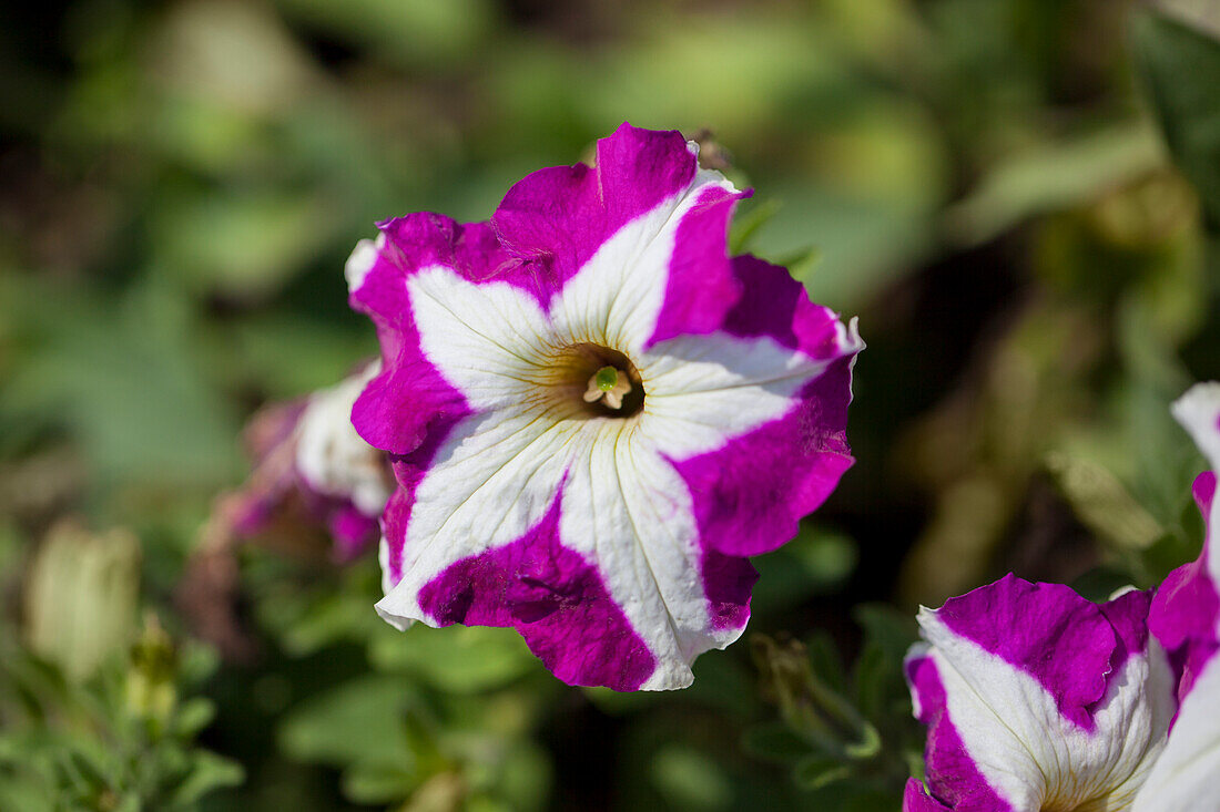 Petunia Marisco Recife Raspberry Cream