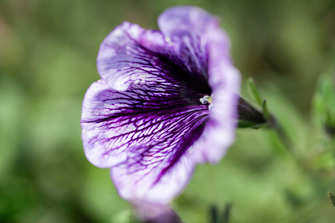 Petunia 'Ray Purple Vein'