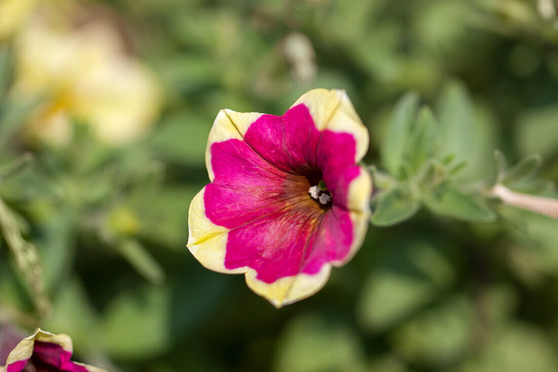 Petunia 'Chameletunia Purple Yellow Star'