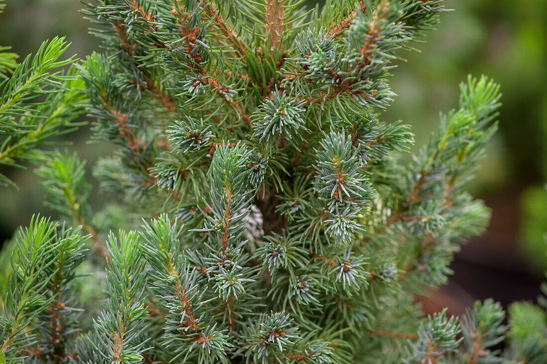 Picea glauca 'Blue Wonder'(s)