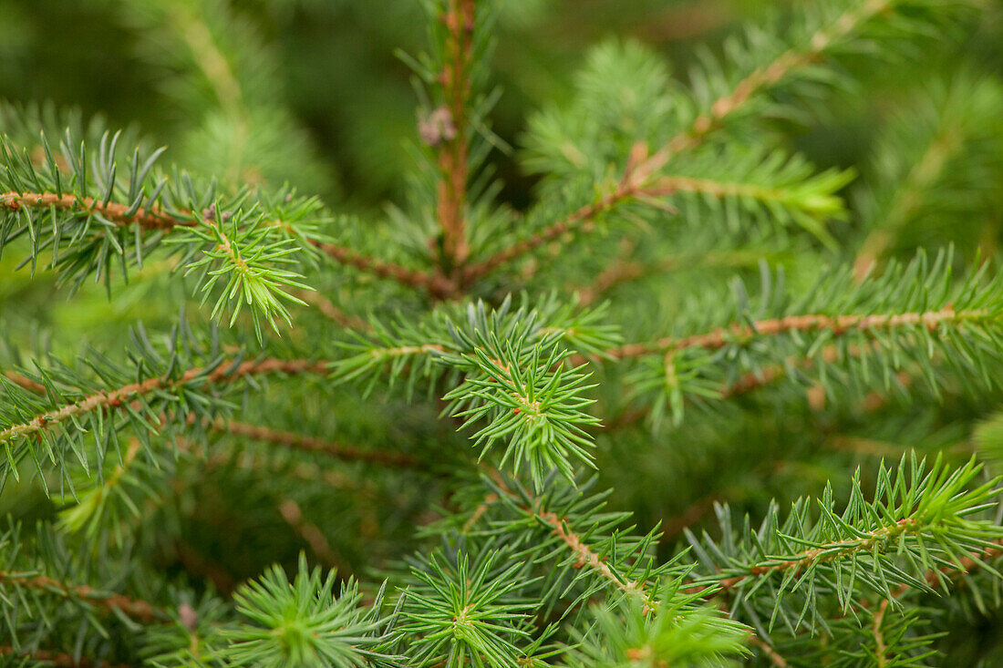 Picea omorika 'Karel'