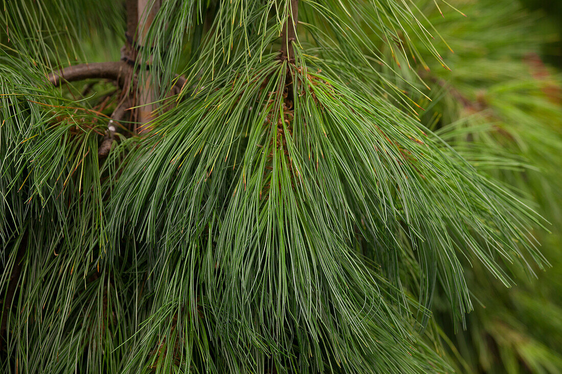 Pinus mugo 'Mops'