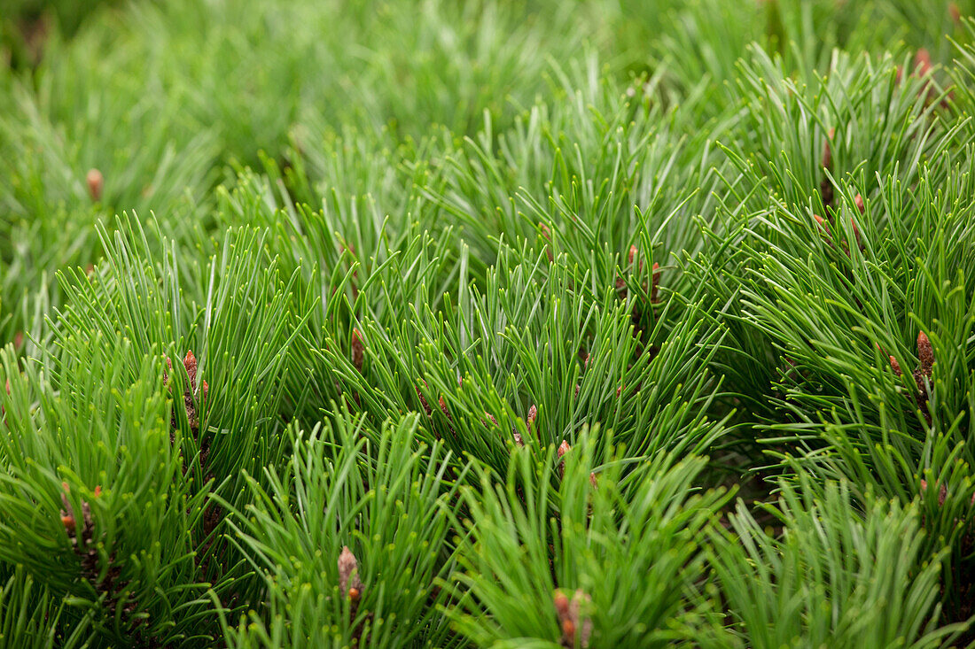 Pinus mugo var. pumilio