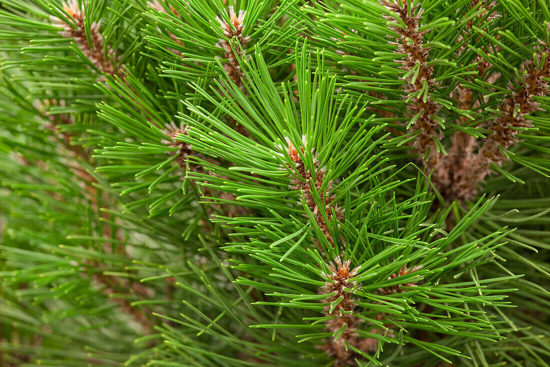 Pinus nigra 'Kleiner Turm'