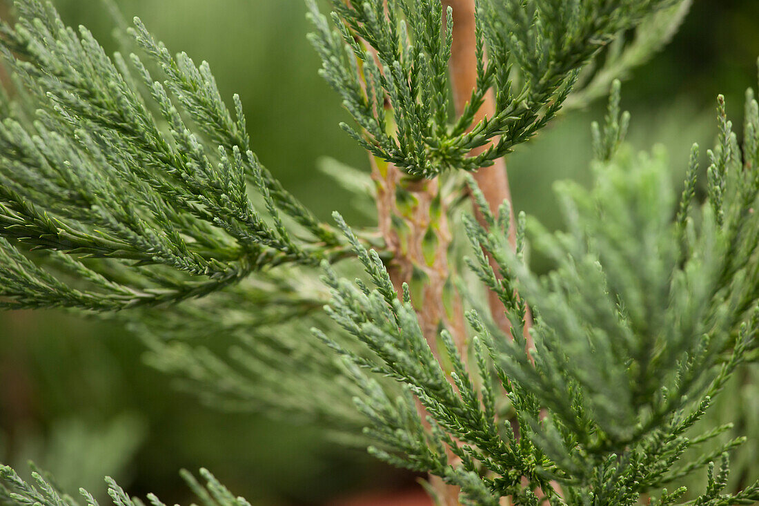 Sequoiadendron giganteum Glaucum