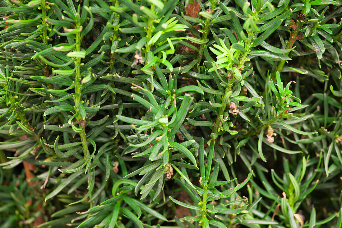 Taxus media 'Stricta Nigra'