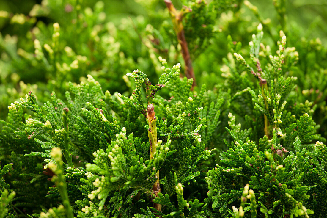 Thuja occidentalis 'Danica'