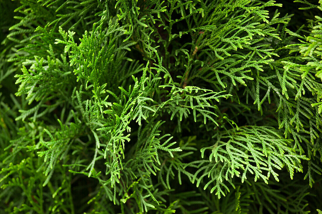 Thuja occidentalis 'Smaragd'_02