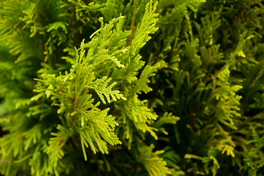 Thuja plicata 'forever Goldy'