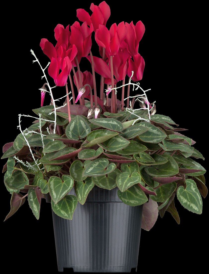 Cyclamen persicum, red